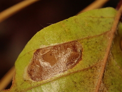 Parornix fagivora