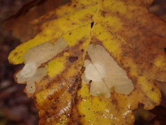 Tischeria ekebladella