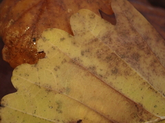 Tischeria ekebladella