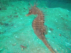 Hippocampus guttulatus