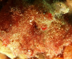 Stolonica australis