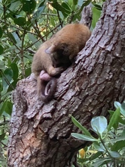 Trichosurus vulpecula arnhemensis