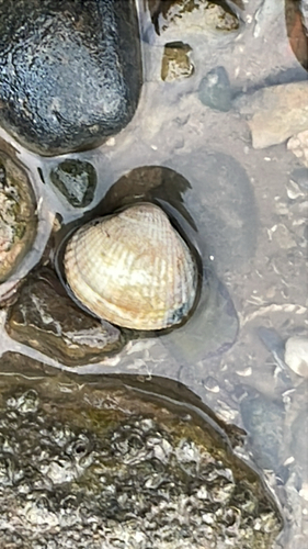 Cerastoderma edule