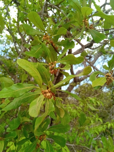 Capurodendron pervillei image