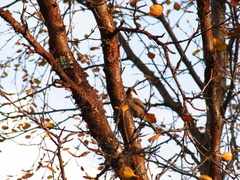 Poecile cinctus lapponicus