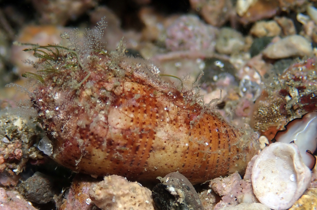 Conus epistomium (Conus epistomium)