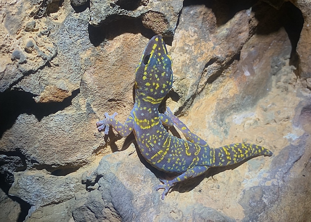 Gulf Marbled Velvet Gecko