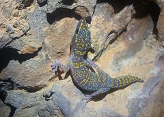 Oedura bella