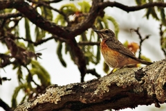 Monticola angolensis