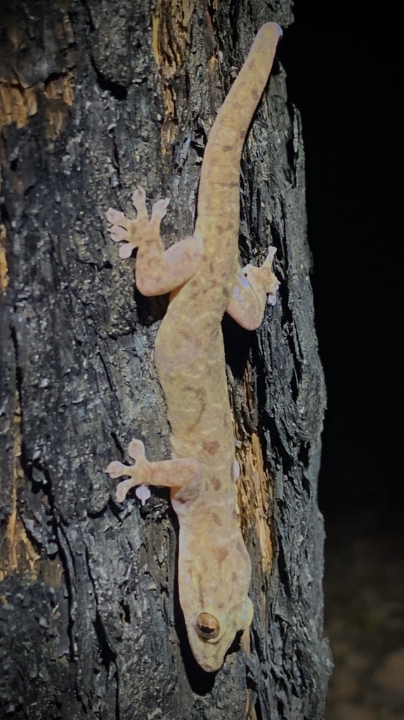 Borroloola Dtella