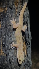 Gehyra borroloola