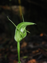 Pterostylis acuminata