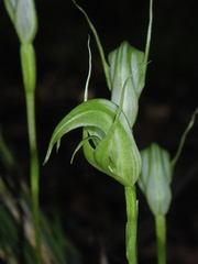 Pterostylis acuminata