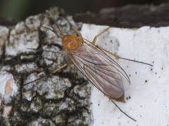 Sciophila
