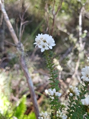 Epacris paludosa