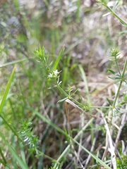 Asperula scoparia