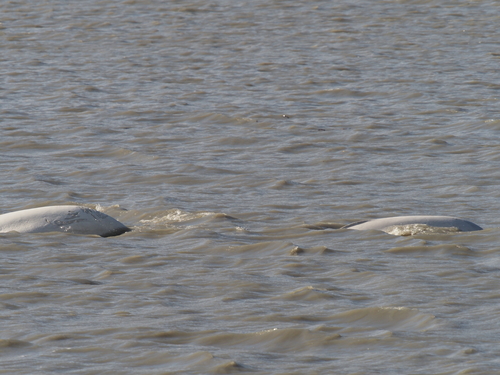 Beluga photographed in Alaska