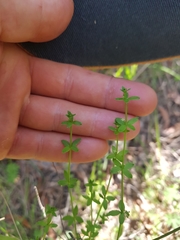 Galium australe