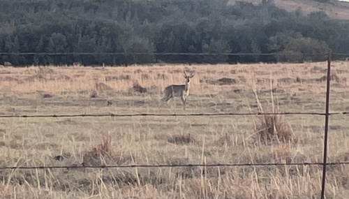Common Reedbuck