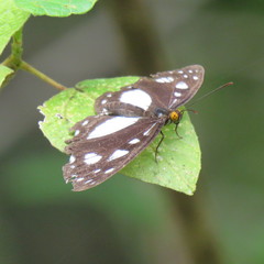 Neptis praslini