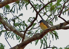 Monticola angolensis