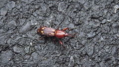 Agriorrhynchus