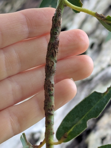 Selitrichodes globulus