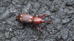Agriorrhynchus