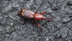 Agriorrhynchus