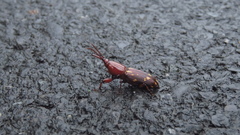 Agriorrhynchus