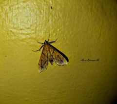 Anarmodia