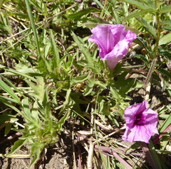 Ipomoea oenotherae