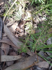 Persoonia chamaepeuce