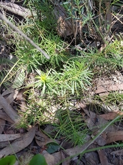 Persoonia chamaepeuce