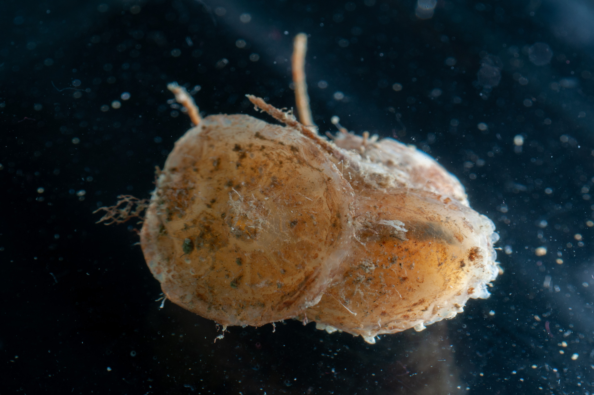 Chelyosoma productum Stimpson, 1864