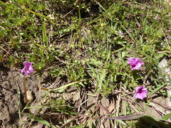 Ipomoea oenotherae