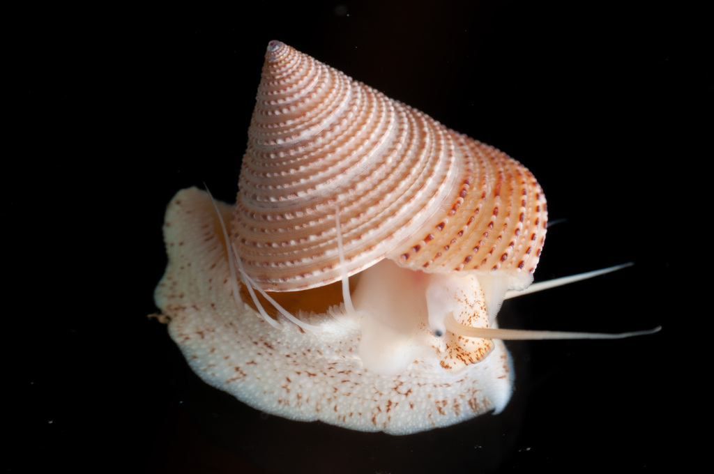 variegate topsnail