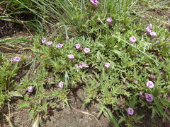 Ipomoea oenotherae