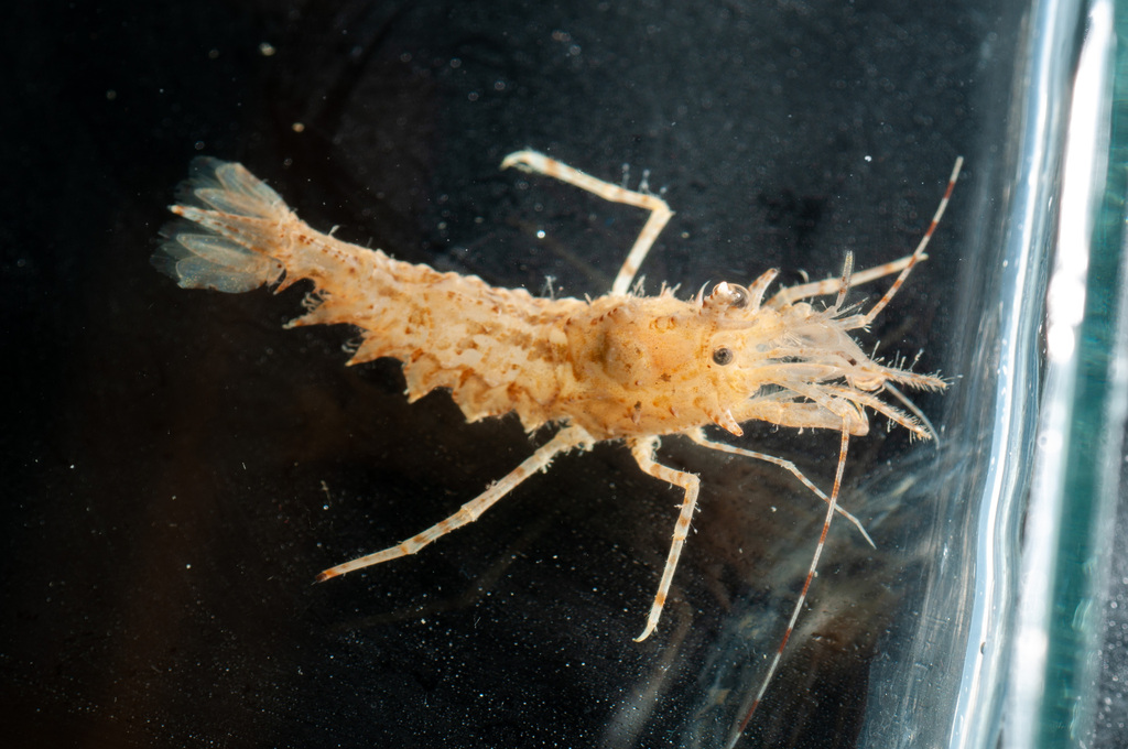 spiny lebbeid