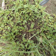Ipomoea oenotherae