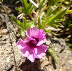 Ipomoea oenotherae