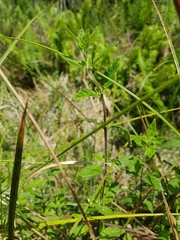 Mentha laxiflora