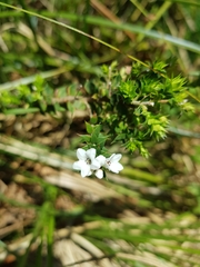 Epacris paludosa