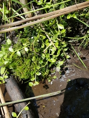 Gonocarpus micranthus