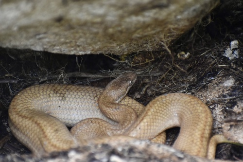 Cuban Dwarf Boa