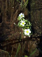 Oxalis natans