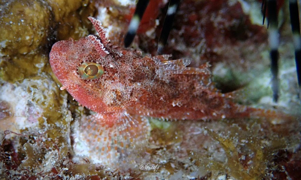 Galactacma Scorpionfish