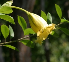 Solandra longiflora