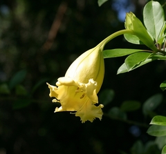 Solandra longiflora