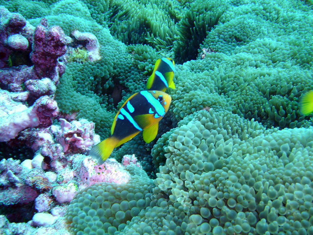 Orangefin anemonefish (Amphiprion chrysopterus) — Pomacentridae